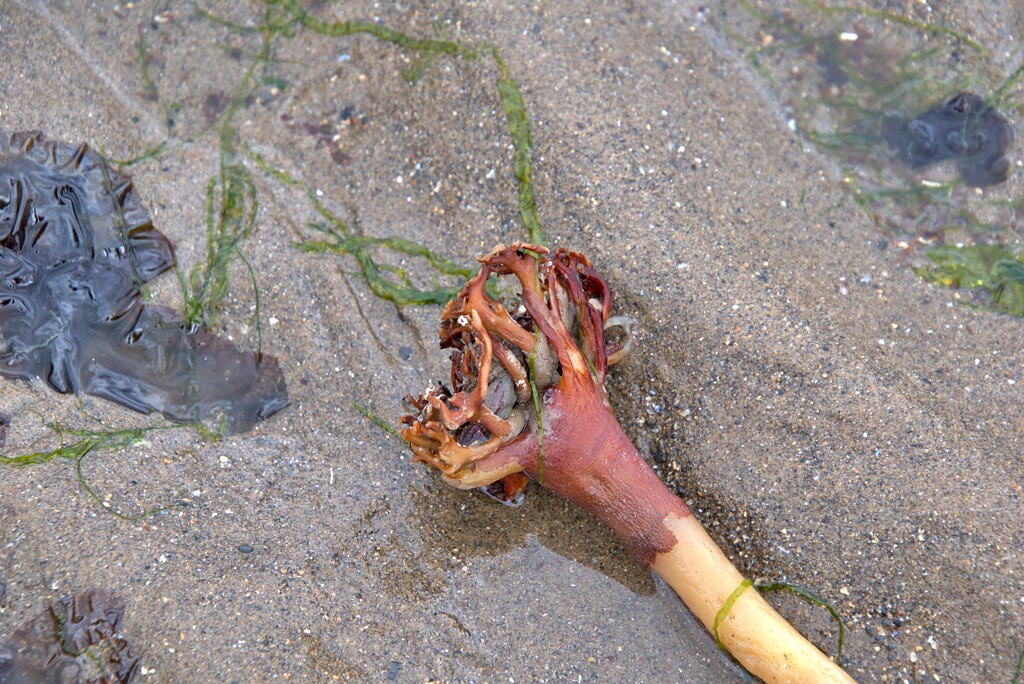 seaweed by ollyfran
