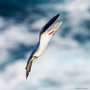 10th Jun 2024 - Have you ever seen a Red-footed Booby?