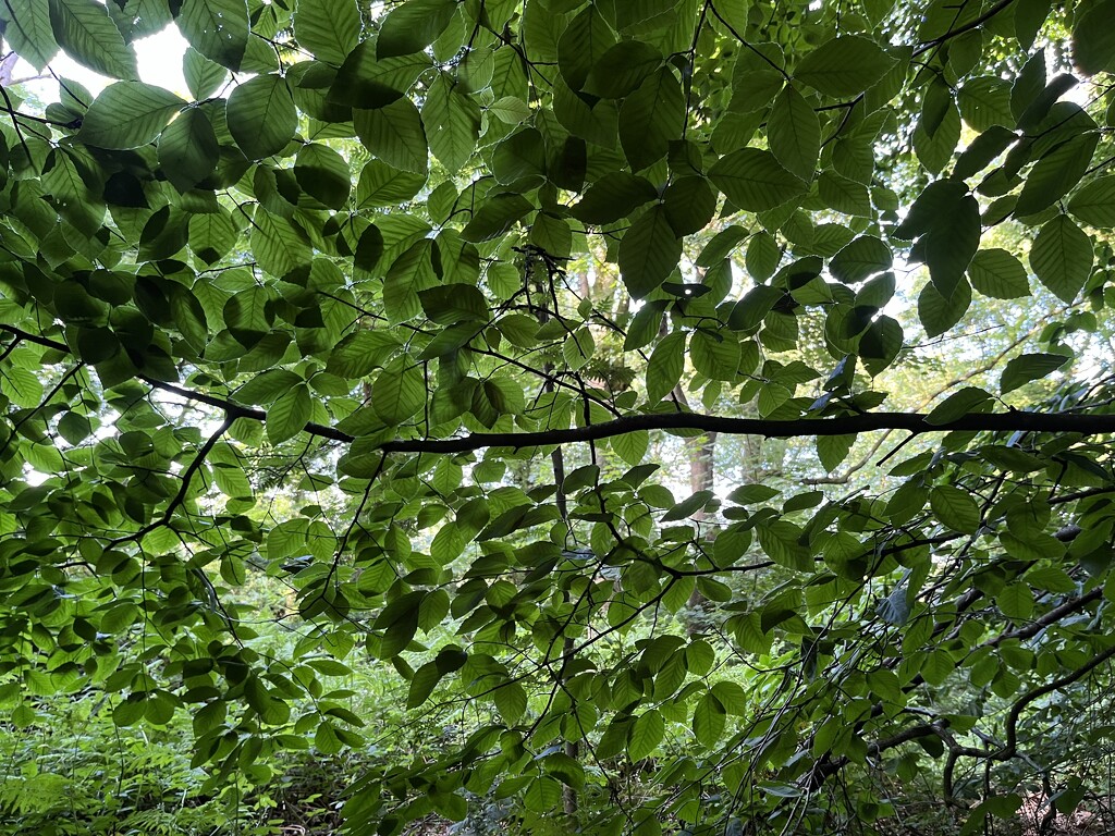 Canopy of leaves by helenawall