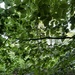 Canopy of leaves