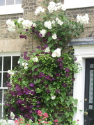 10th Jun 2024 - Roses and clematis