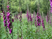 10th Jun 2024 - Foxgloves