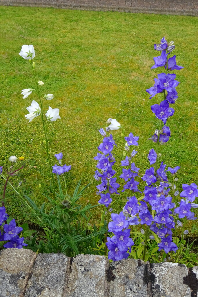 neighbour's Canterbury bells by anniesue