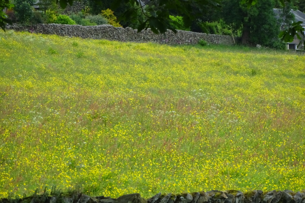 buttercup meadow by anniesue