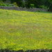 buttercup meadow