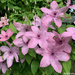 More Clematis