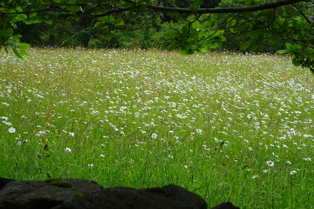 ox-eye daisy meadow by anniesue