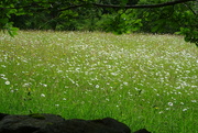 10th Jun 2024 - ox-eye daisy meadow