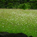 ox-eye daisy meadow by anniesue