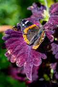 10th Jun 2024 - Red Admiral