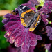 Red Admiral by kvphoto
