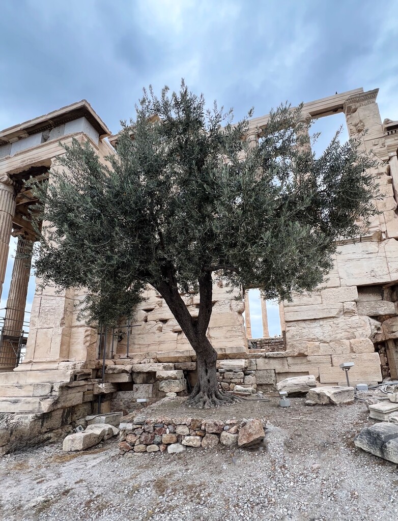 The Sacred Olive Tree by njmom3