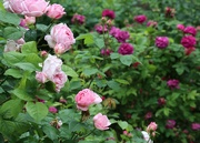 10th Jun 2024 - A Rose Garden Legacy