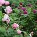 A Rose Garden Legacy