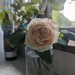 Still enjoying the old rose by sarah19