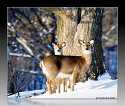 2nd Feb 2011 - Oh Deer!