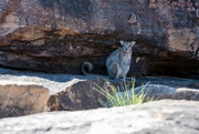 10th Jun 2024 - Monjon rock wallaby