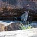 Monjon rock wallaby