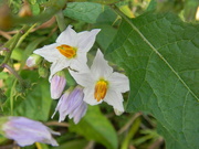 10th Jun 2024 - Carolina Horsenettle Flowers