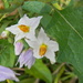 Carolina Horsenettle Flowers by sfeldphotos