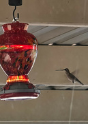 9th Jun 2024 - Female Black Chinned Hummingbird