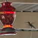 Female Black Chinned Hummingbird by gothmom1313