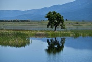 10th Jun 2024 - A Favorite Pond