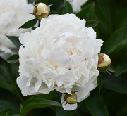 10th Jun 2024 - My New Favorite Peony...