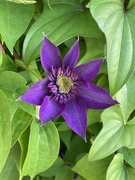 10th Jun 2024 - Clematis 