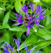 10th Jun 2024 - Another Bee