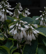 10th Jun 2024 - Downtown Hostas