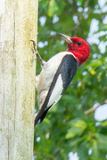 10th Jun 2024 - Red-headed Woodpecker...