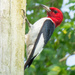 Red-headed Woodpecker... by thewatersphotos