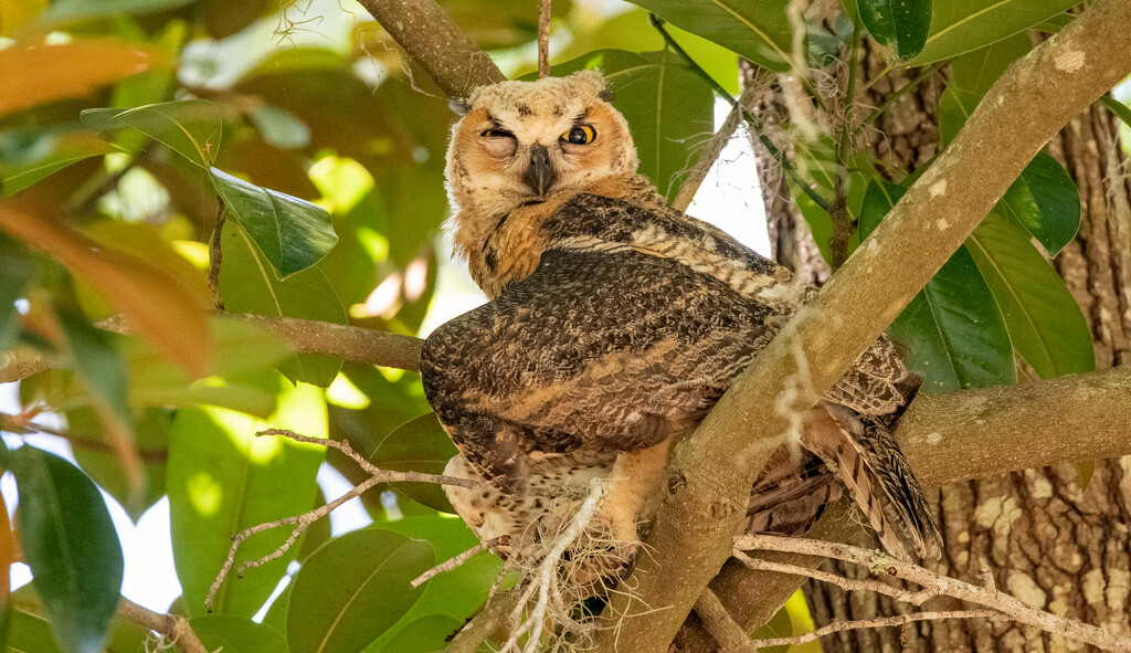 Great Horned Owl Baby! by rickster549