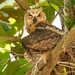 Great Horned Owl Baby!