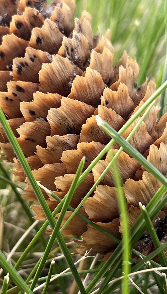 Pine Cone in the gras by sjgiesman