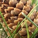 Pine Cone in the gras