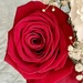 6 9 Rose  by sandlily