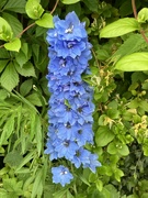 10th Jun 2024 - Delphinium 