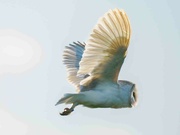 10th Jun 2024 -  Barn Owl in the evening sun.