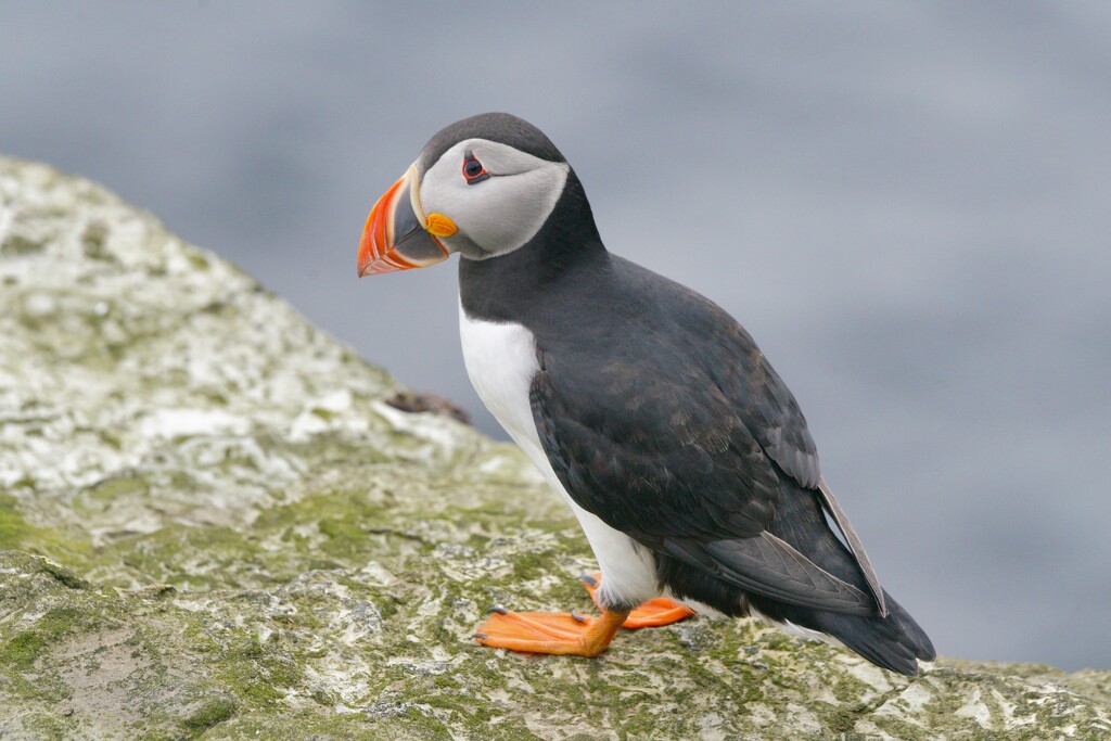ANOTHER PUFFIN by markp