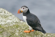 4th Jun 2024 - ANOTHER PUFFIN