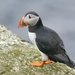 ANOTHER PUFFIN