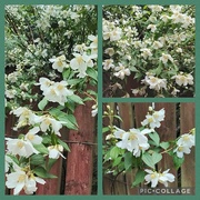 12th Jun 2024 - Mock Orange Blossom.