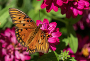 11th Jun 2024 - Gulf Fritillary