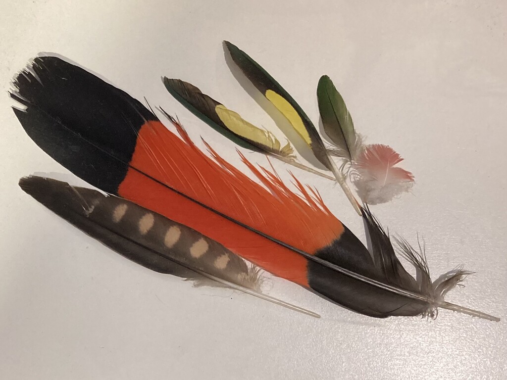 Feathers by narayani