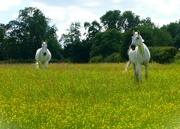 8th Jun 2024 - white horses