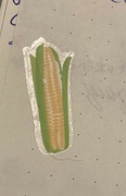 11th Jun 2024 - Corn on the Cob Day 