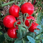 11th Jun 2024 - Cherry Tomatoes 