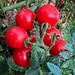 Cherry Tomatoes 